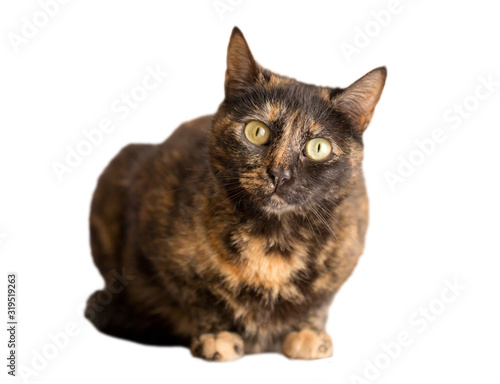 Tableau sur toile tortoiseshell cat