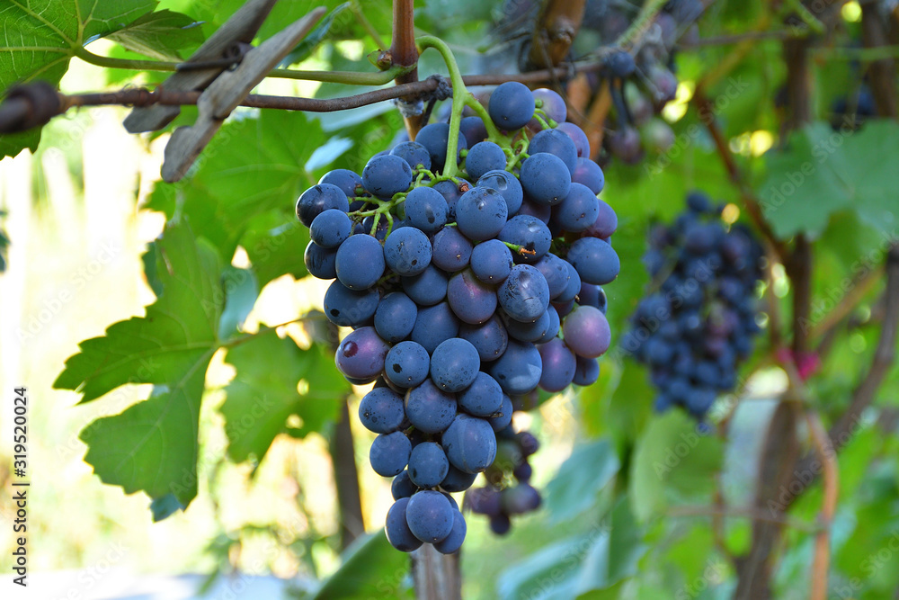 blue grapes on the vine.Close-up of bunches of ripe red wine grapes on vine, selective focus.