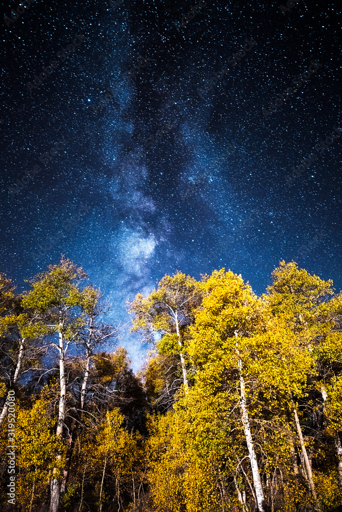 A beautiful grove of aspen tress in yellow fall color are illuminated at night under the stars and Milky Way on Monitor Pass near Markleeville, California. A beautiful grove of aspen tress in yellow fall color are illuminated at night under the stars and Milky Way on Monitor Pass near Markleeville, California.