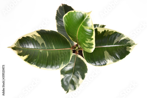 Top view of exotic 'Ficus Elastica Variegata' rubber tree plant in flower pot on white background photo