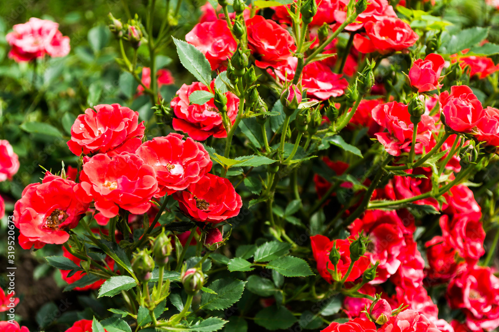 Red roses in the garden in full bloom. Floral background. Red roses in the garden in full bloom. Floral background.