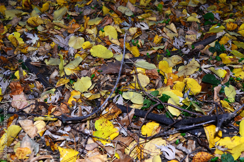 Leaf carpet in an autumn day Leaf carpet in an autumn day