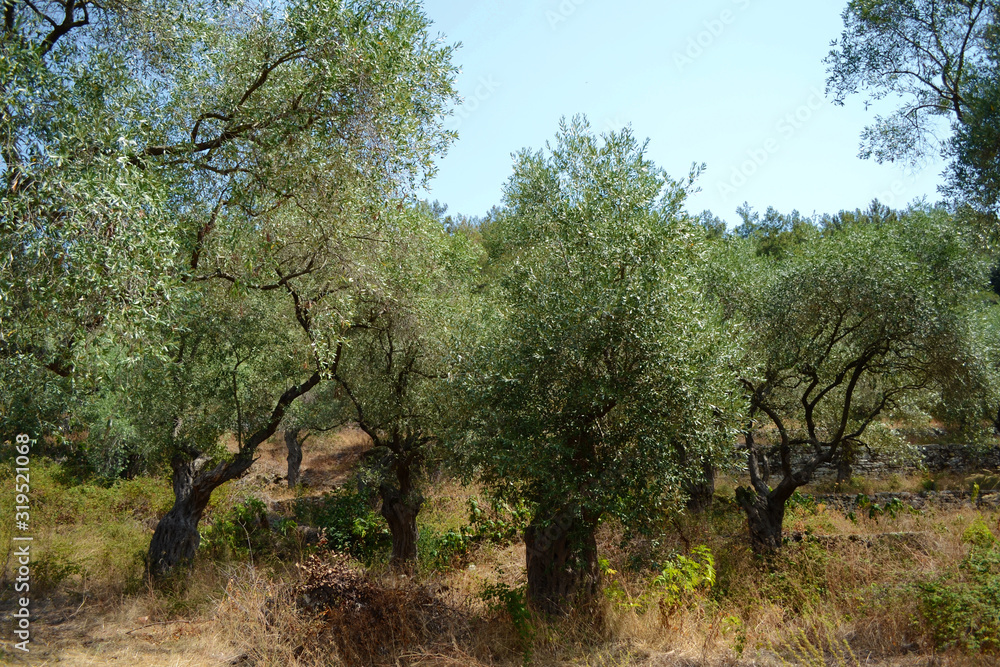 Old olive trees orchard in the countryside of Greece