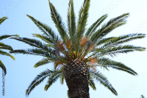 Beautiful palm tree on a isolated background.