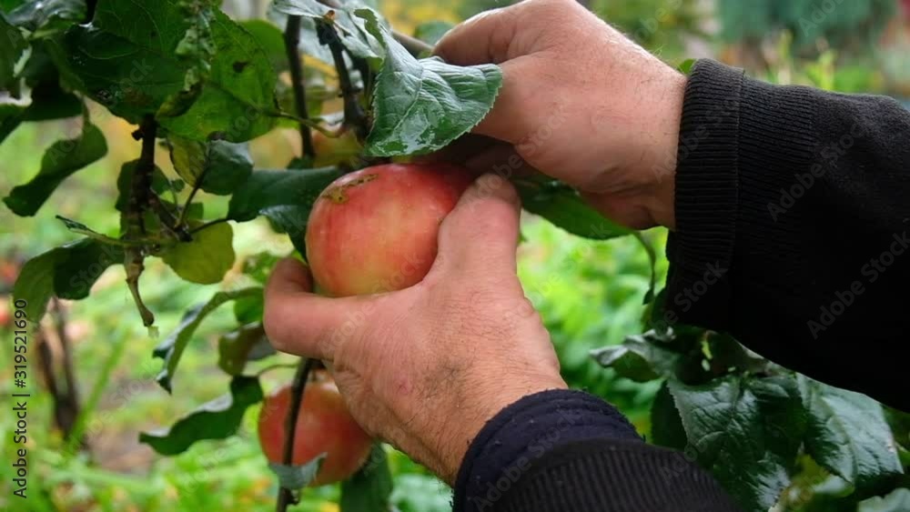 man harvests apples in the garden man harvests apples in the garden
