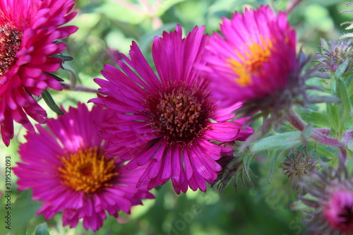 triple pink flower