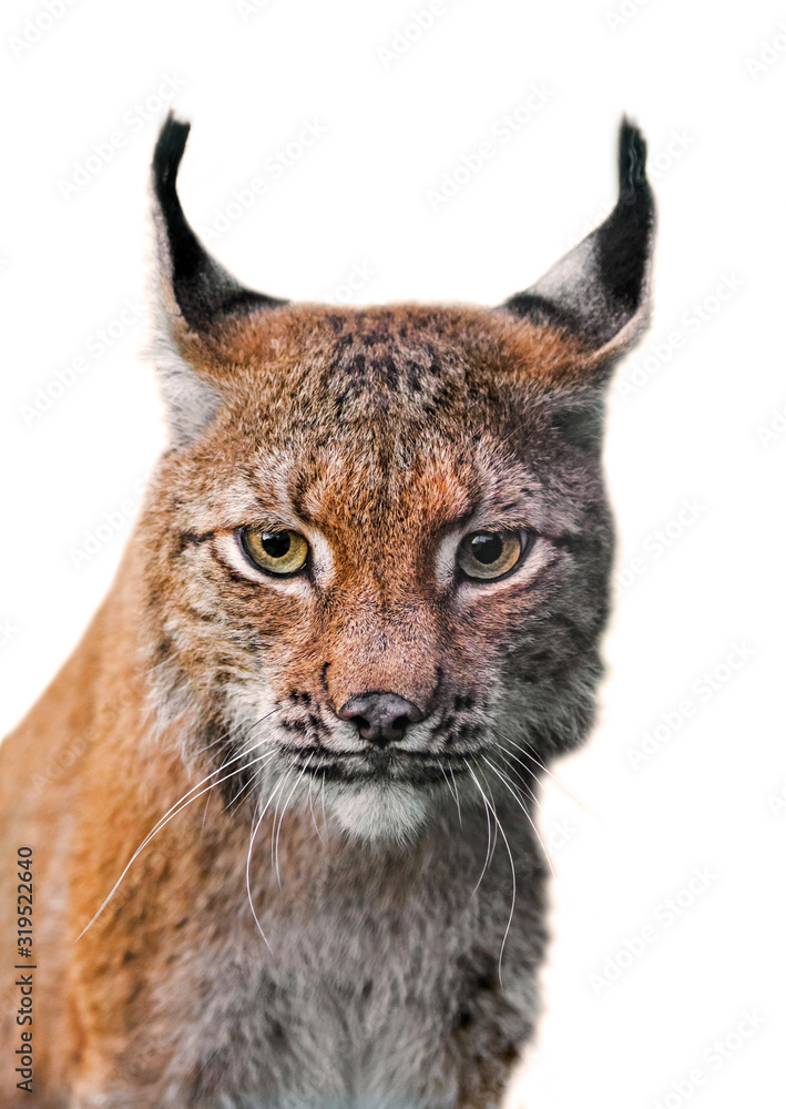 Obraz premium Eurasian lynx (Lynx lynx) close-up portrait against white background