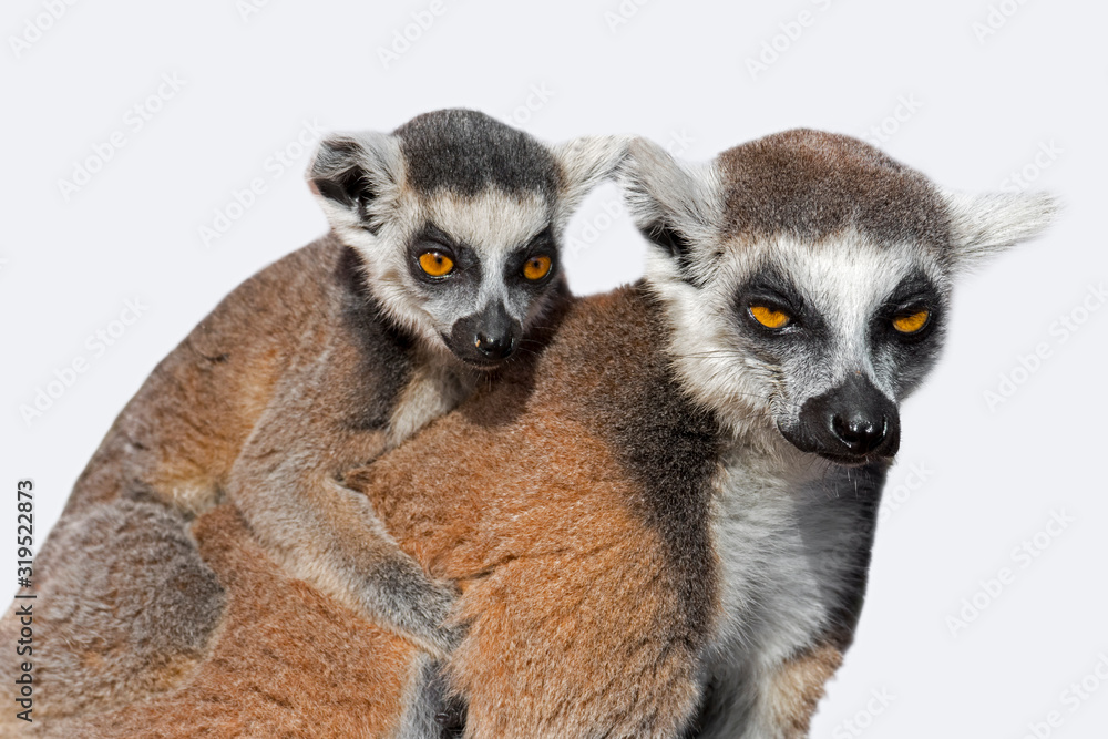 Fototapeta premium Samica lemura katta (Lemur catta) z młodymi na plecach na białym tle