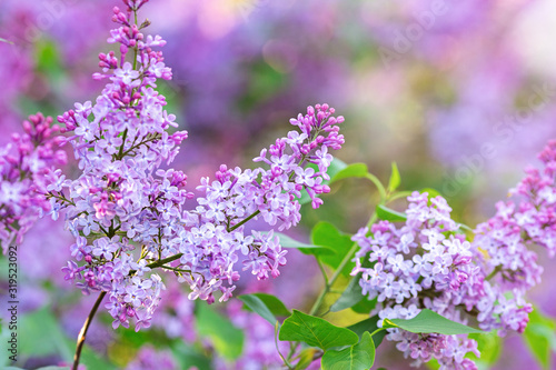 Fotografie, Obraz Lilac spring flowers bunch