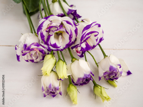 Beautiful Eustoma  white petals with violet borders on white wooden background. Lisianthus flowers for your floral decor or your holiday. Top view. Soft focus