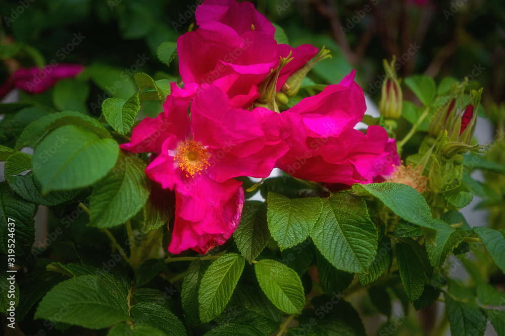 Red flower with green fellows in Laerdal, Norway. July 2019
