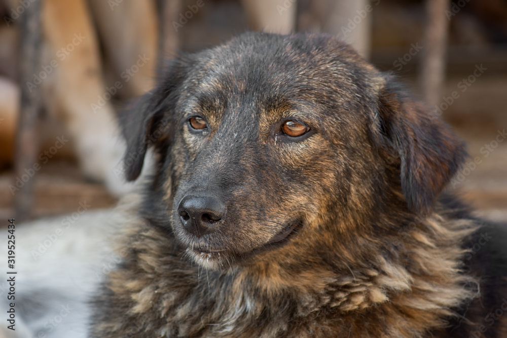 closeup portrait sad homeless abandoned dog in shelter closeup portrait sad homeless abandoned dog in shelter