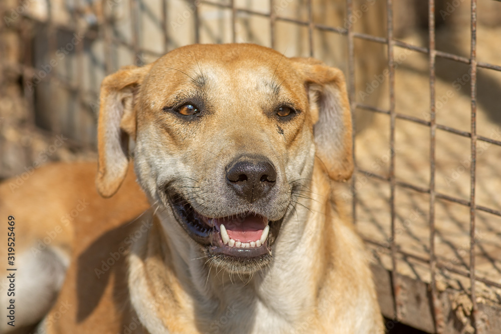 closeup portrait sad homeless abandoned brown dog in shelter