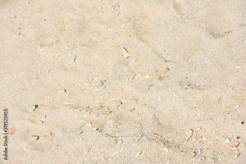 A Sandy Beach With Small Shells