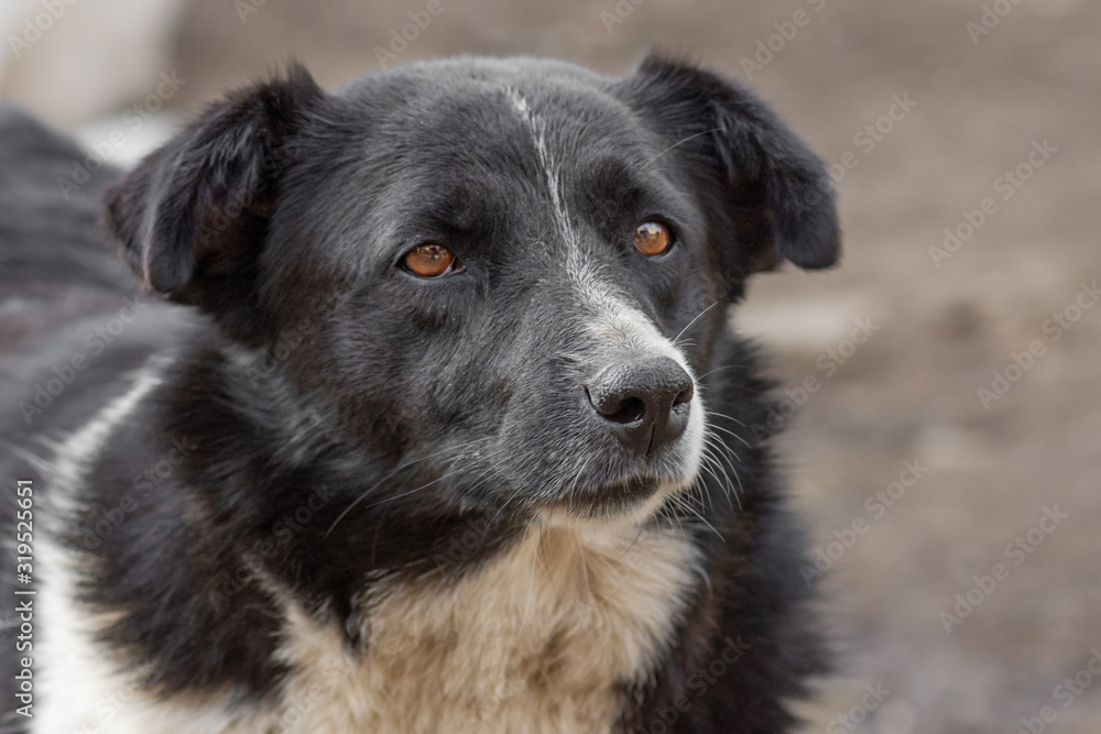 closeup portrait sad homeless abandoned black and white dog in shelter closeup portrait sad homeless abandoned black and white dog in shelter