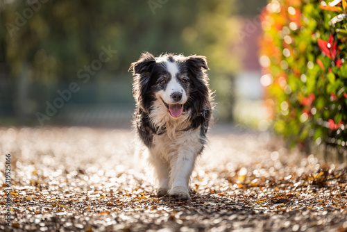 dog facing forward walking towards the camera