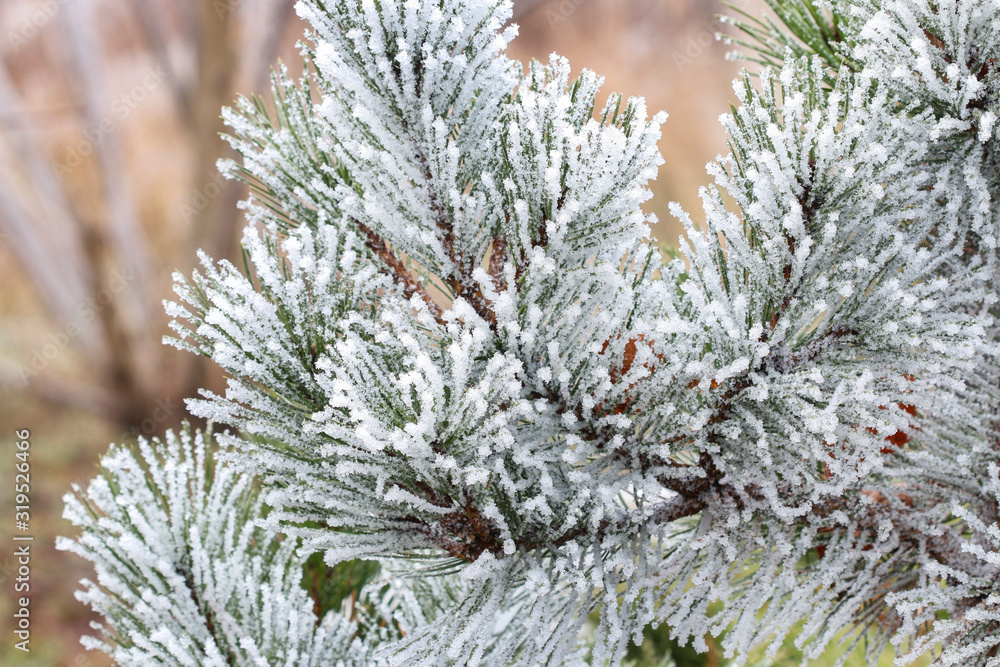 Frosted trees in the morning in the countryside Frosted trees in the morning in the countryside