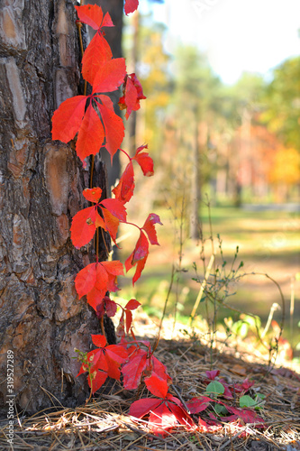 Autumn floral background, thin red twig with small leaves photo