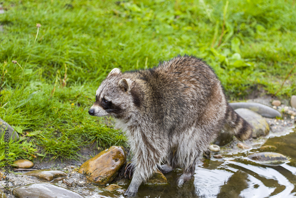Closeup of Raccoon (Procyon lotor) on grass Closeup of Raccoon (Procyon lotor) on grass
