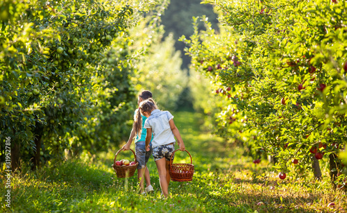 Happy kids with baskets on apple-trees alley, picking apples on sunny day.