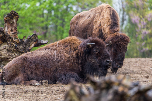 lazy European bison - Bison bonasus
