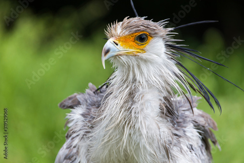 Portrait of nice grey bird of prey Secretary Bird © precinbe