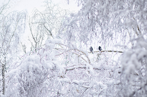 Two ravens sitting on a snow-covered tree .