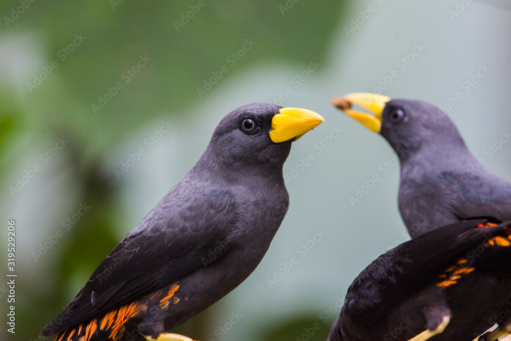 Black bird with yellow beak and orange wings Black bird with yellow beak and orange wings