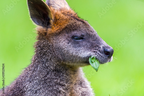 Swamp Wallaby feeding on some eucalyptus blossom.