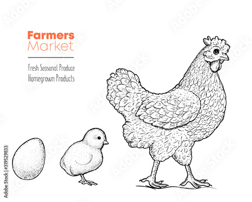 Fényképezés Chicken, chick and eggs hand drawn, vector illustration