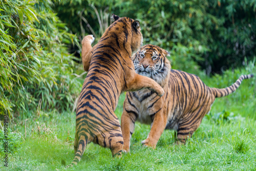 Fierce looking male Siberian or Amur tiger  Panthera tigris altaica 