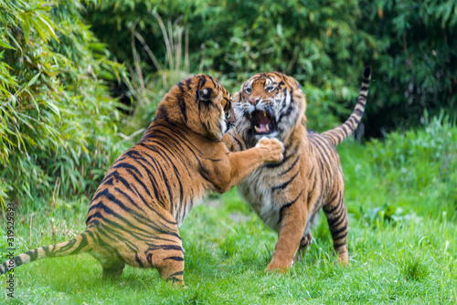 Fierce looking male Siberian or Amur tiger  Panthera tigris altaica 