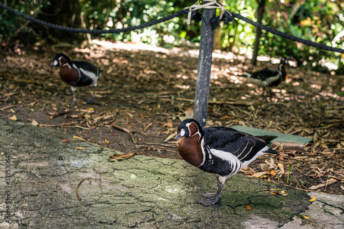 Parot goeas on ground in Miami Zoo Garden in florida photo