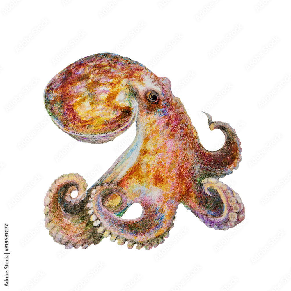 Obraz premium multi-colored octopus, watercolor illustration, isolated