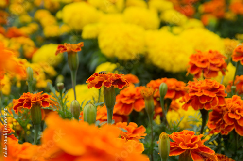 bright yellow and orange flowers in the flowerbed in summer © Olga