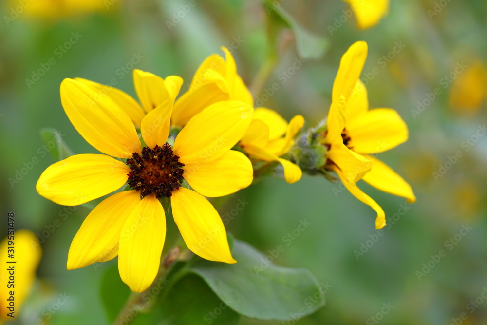 Closeup,Sanvitalia procumbens flowers in the garden of King Rama IX park in Thailand Closeup,Sanvitalia procumbens flowers in the garden of King Rama IX park in Thailand