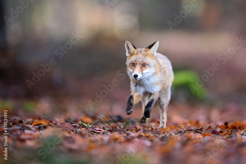 Red fox, Vulpes vulpes The mammal is running in the dark forest Europe Czech Republic Wildlife scene from Europe nature. young male..