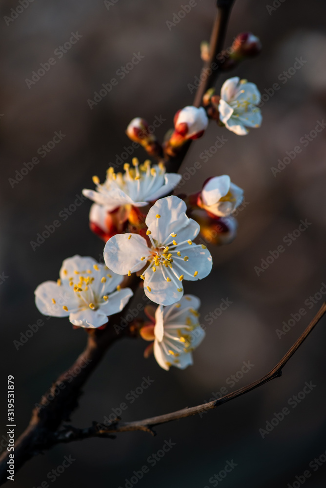 Nice white apricot spring flowers branch on blue sky background Nice white apricot spring flowers branch on blue sky background