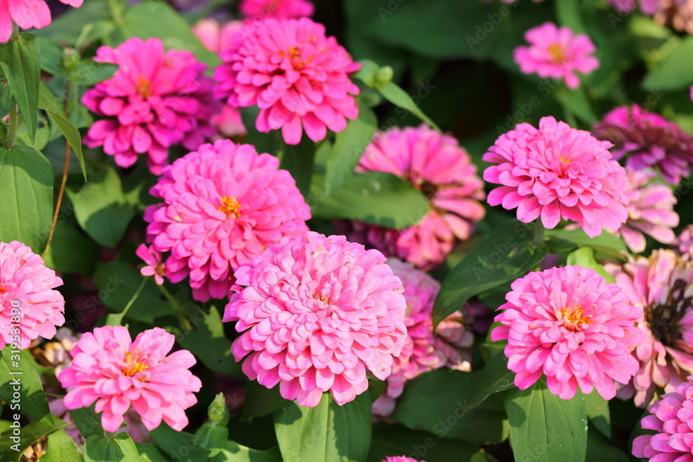 Closeup,Zinnia elegans,Common Zinnia flower in the garden of King Rama IX park in Thailand Closeup,Zinnia elegans,Common Zinnia flower in the garden of King Rama IX park in Thailand