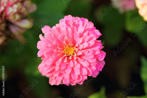 Closeup,Zinnia elegans,Common Zinnia flower in the garden of King Rama IX park in Thailand