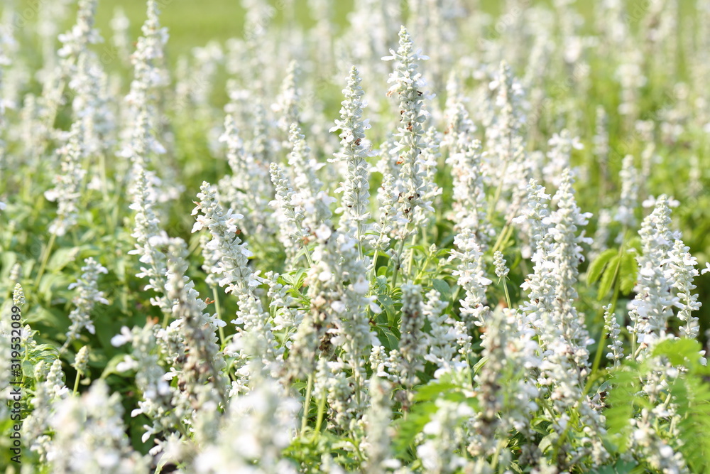 Closeup,Ellagance snow lavender flower in the garden of King Rama IX park in Thailand Closeup,Ellagance snow lavender flower in the garden of King Rama IX park in Thailand