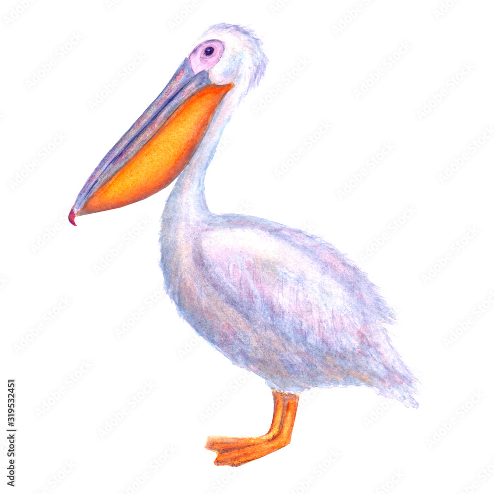 Pelican watercolor. White Pelican. Hand drawn watercolour bird isolated on white background. Pelican watercolor. White Pelican. Hand drawn watercolour bird isolated on white background.