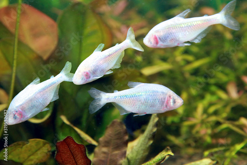 Blind Cave Fish or Mexican Tetra (Astyanax fasciatus mexicanus).