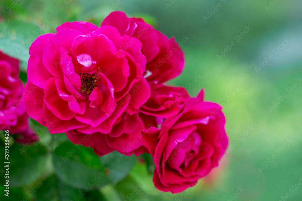 Dark pink roses on a green blurred background_