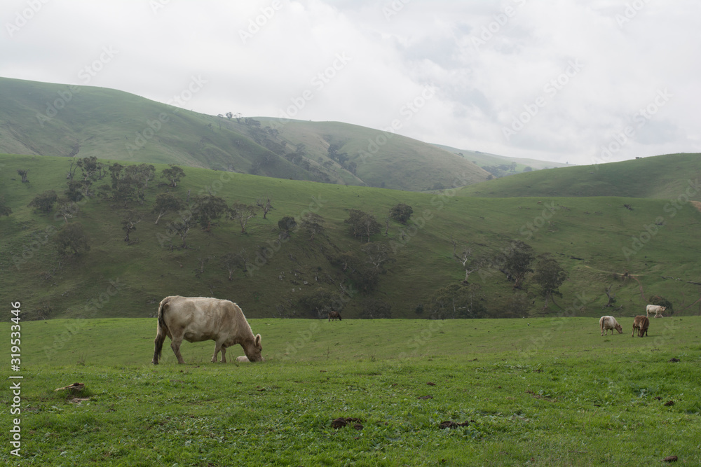 Grazing Cattle, Fleurieu Peninsula, South Australia