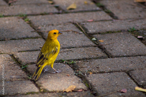 Street Canary