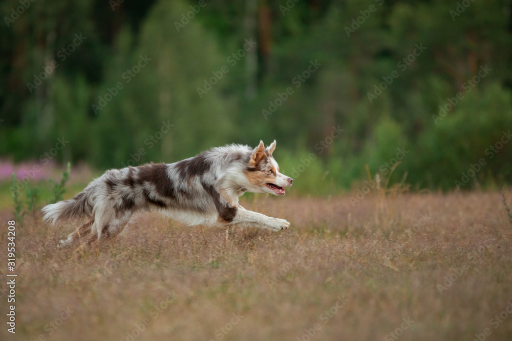The dog runs on the grass. Active pet plays in nature. sports border collie at dawn