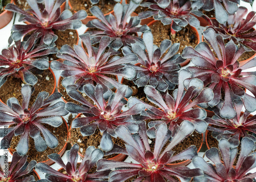 Aeonium arboreum succulent seedlings in a flower shop. photo