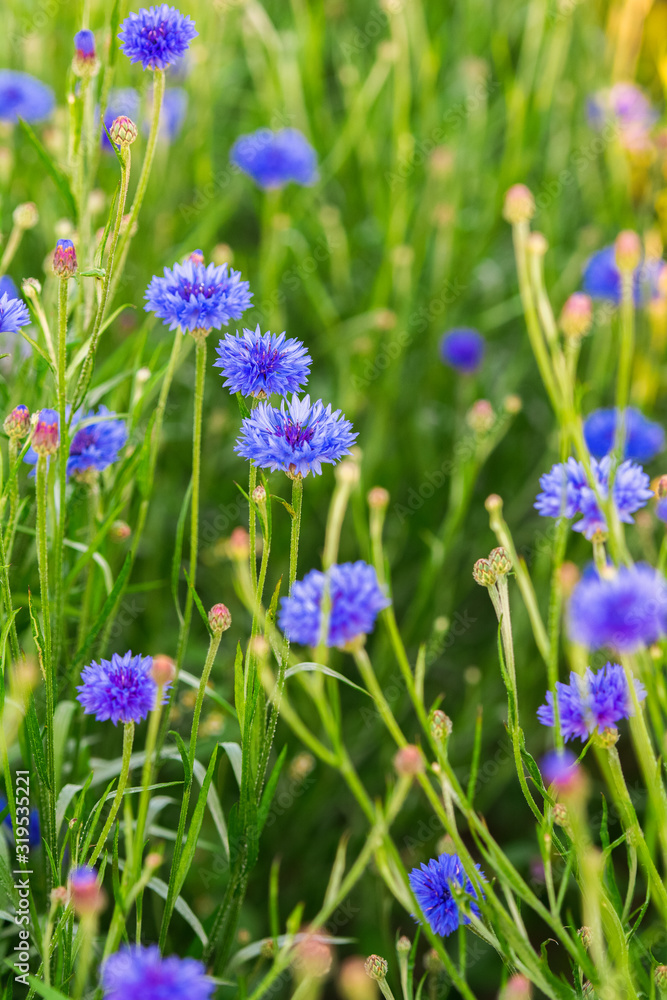 Cornflower field, meadow in a warm sunny day, close up of beautiful blue flowers and buds Cornflower field, meadow in a warm sunny day, close up of beautiful blue flowers and buds