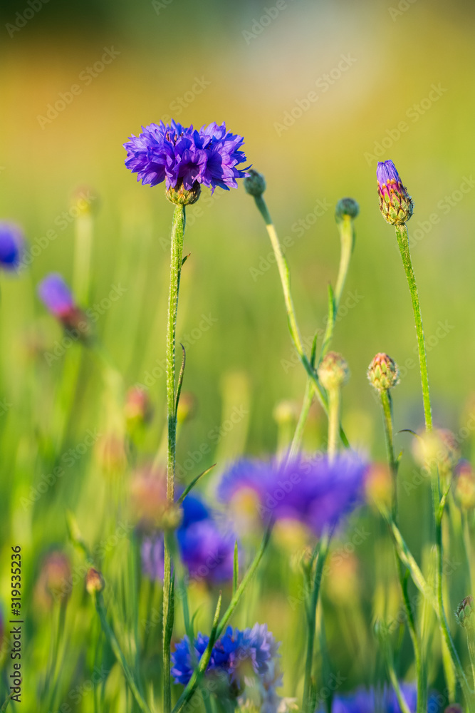 Closeup of a blue Cornflower blooom and green flower buds in a meadow in warm sunny day Closeup of a blue Cornflower blooom and green flower buds in a meadow in warm sunny day